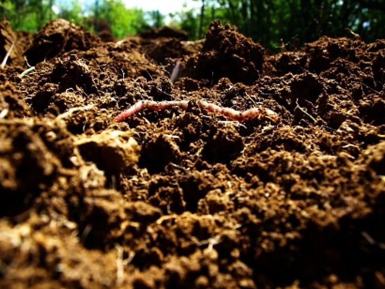 Soil Sample Kit