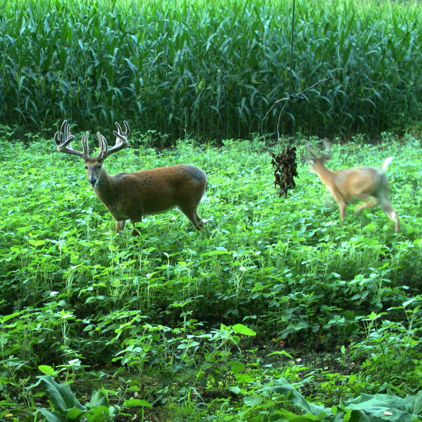 Picture of a food plot with two bucks. One young buck, and one giant, 220" buck, both in full velvet. The food plot is a soybean blend, green and lush, surrounded by tall corn for food and cover.